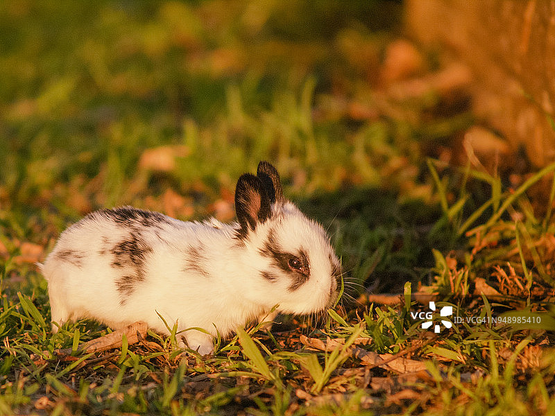 金色阳光下草地上的可爱侏儒兔宝宝图片素材