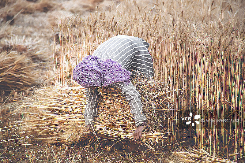 捆小麦的女人图片素材