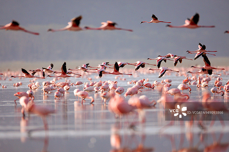 纳库鲁湖上的火烈鸟图片素材