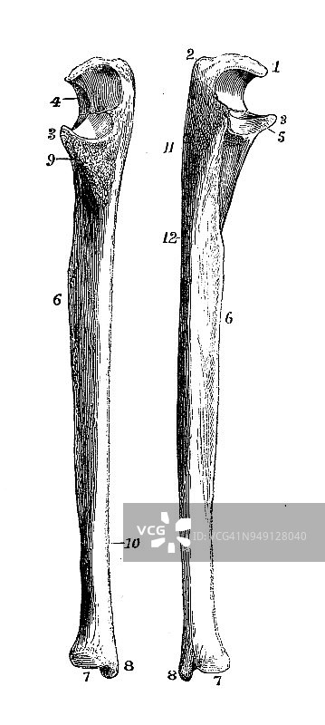 人体解剖学古董插图:尺骨图片素材