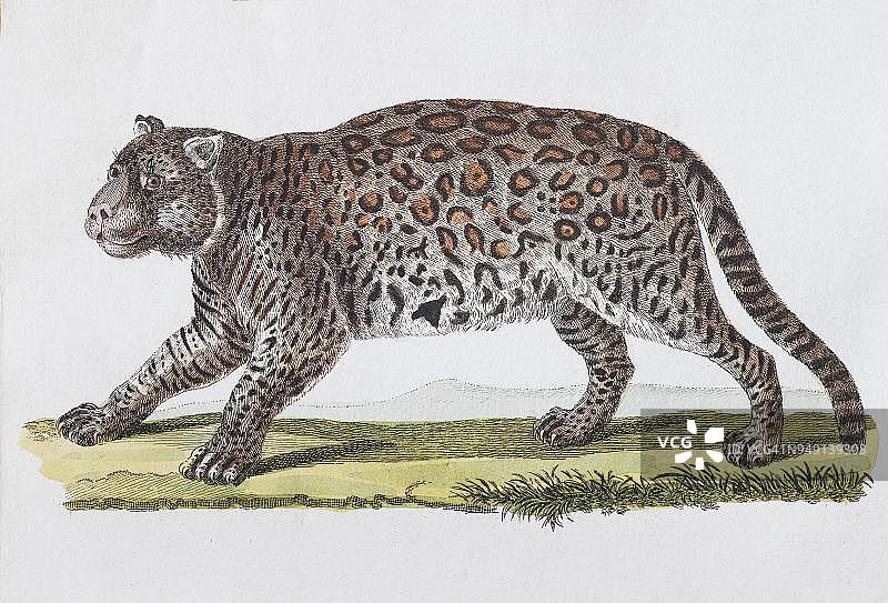 手绘铜版画美洲豹（豹属）， Friedrich Justin Bertuch儿童图画书， 1813年， 魏玛图片素材