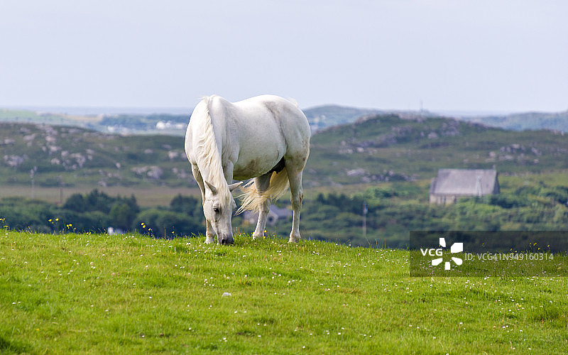 科内马拉矮种马图片素材
