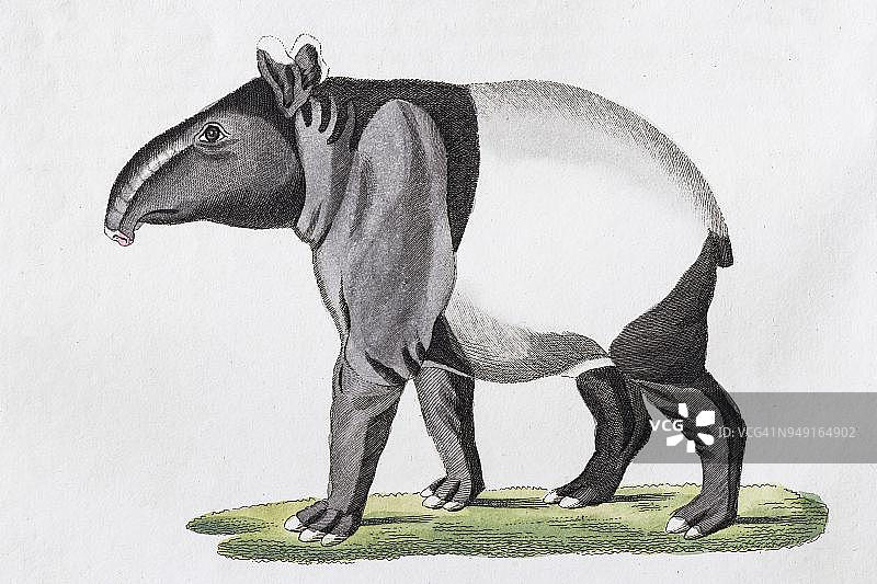 马来貘手工着色铜版画图片素材