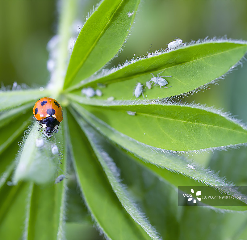 瓢虫吃蚜虫图片素材