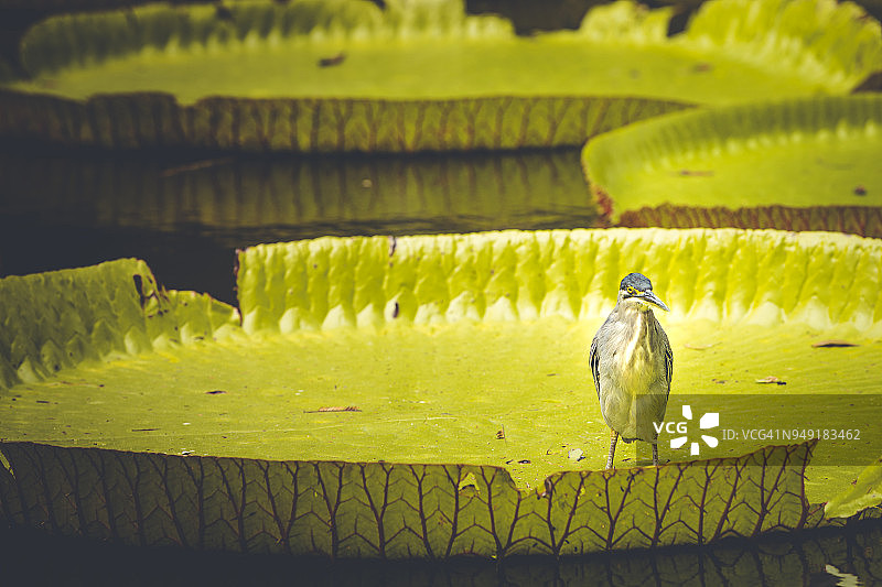 非洲毛里求斯岛上巨型睡莲上的鸟图片素材
