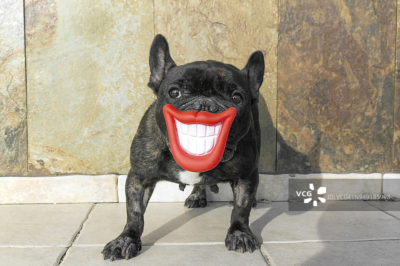 微笑的狗图片素材