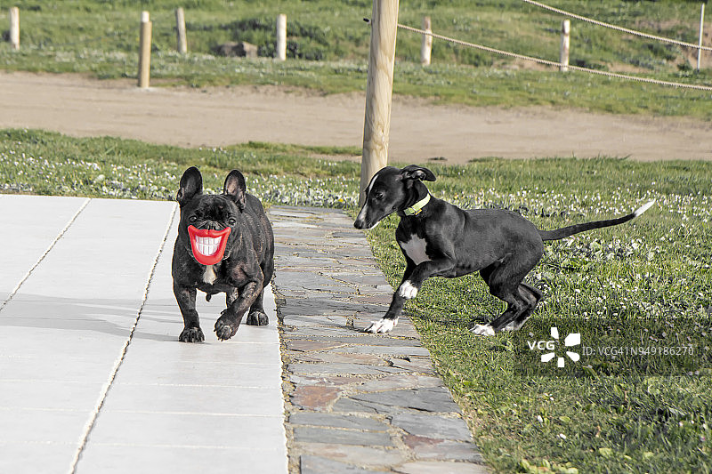 两只玩耍嬉戏的狗图片素材