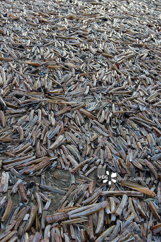 比利时尼乌波特海滩上的蛏子图片素材