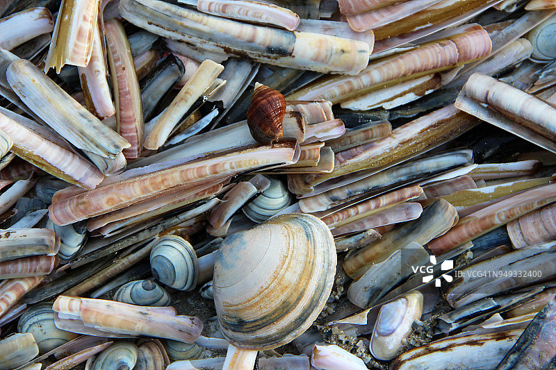 比利时西弗兰德省尼乌波特海滩上的混合贝壳图片素材