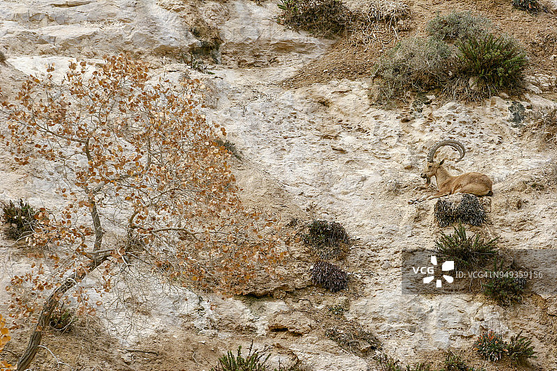 以色列内盖夫的奥夫达特图片素材