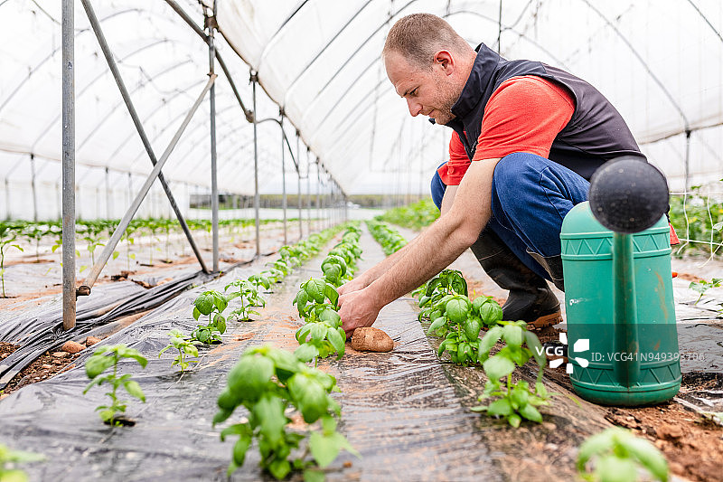 农民在温室中检查罗勒图片素材