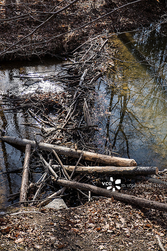 弗吉尼亚州费尔法克斯的溪流上的海狸水坝图片素材