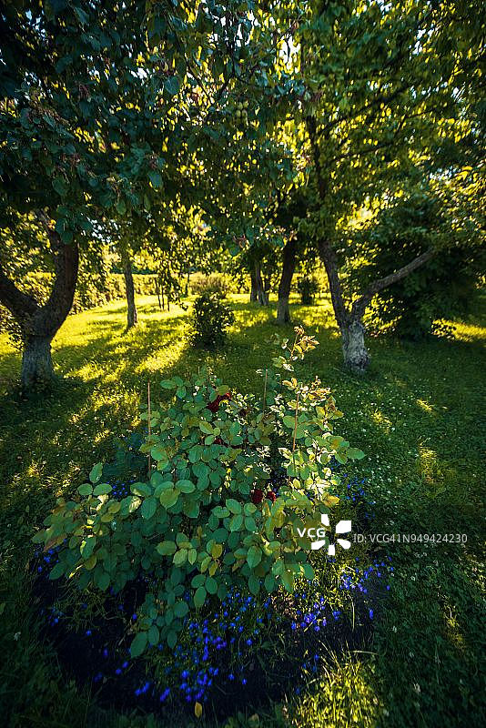 彼得霍夫宫花园，俄罗斯圣彼得堡图片素材