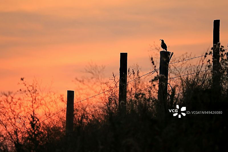 日落时栖息在篱笆柱子上的鹌鹑图片素材