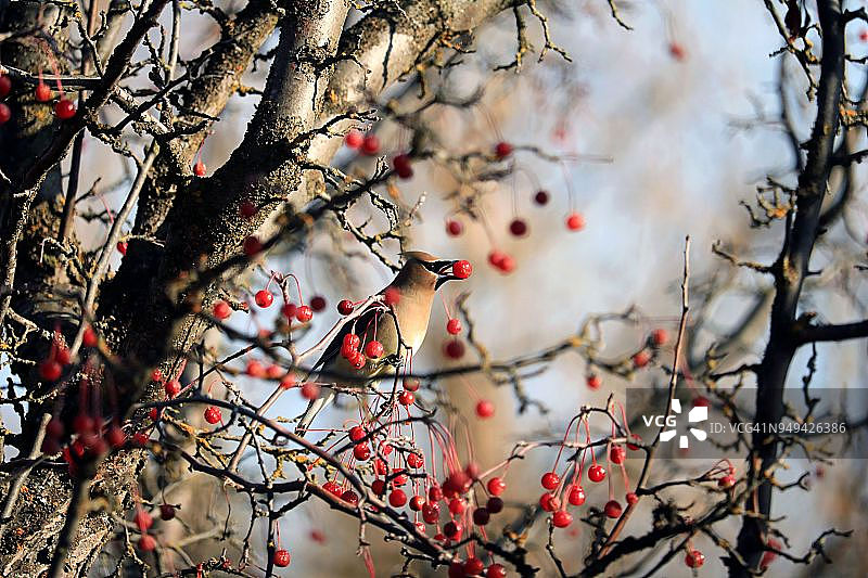 雪松太平鸟在树上吃浆果图片素材