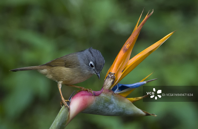 灰颊噪鹛图片素材
