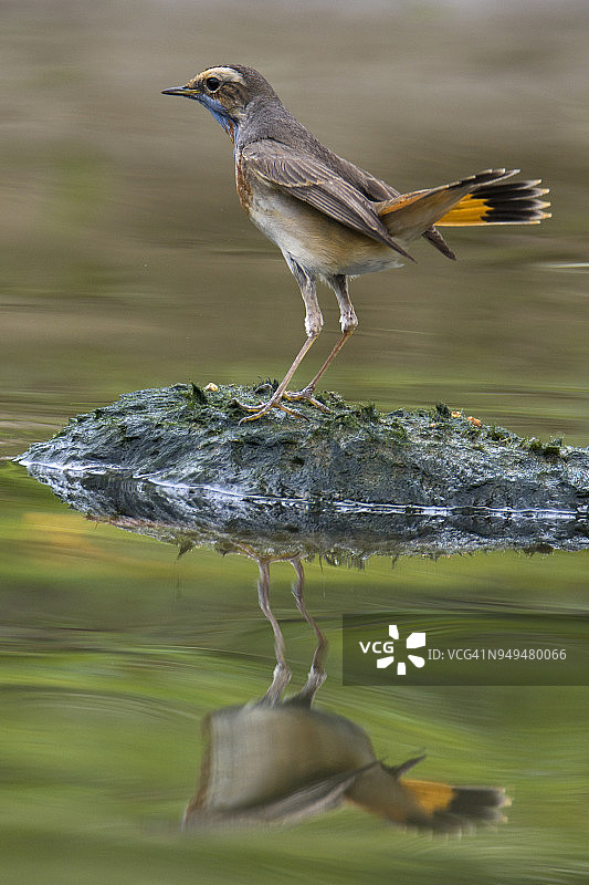 中国台湾蓝喉歌鸲图片素材