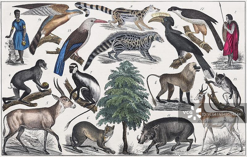 手绘地图：1846年斯图加特，特劳戈特·布罗梅绘，中非热带区域塞内冈比亚、苏丹自然历史与人种学图片素材