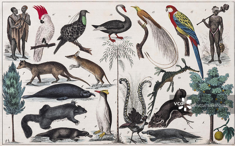 澳大利亚群岛、波利尼西亚的区域绘画，出自博物学和人种学，Traugott Bromme手绘彩色版画，斯图加特1846年图片素材