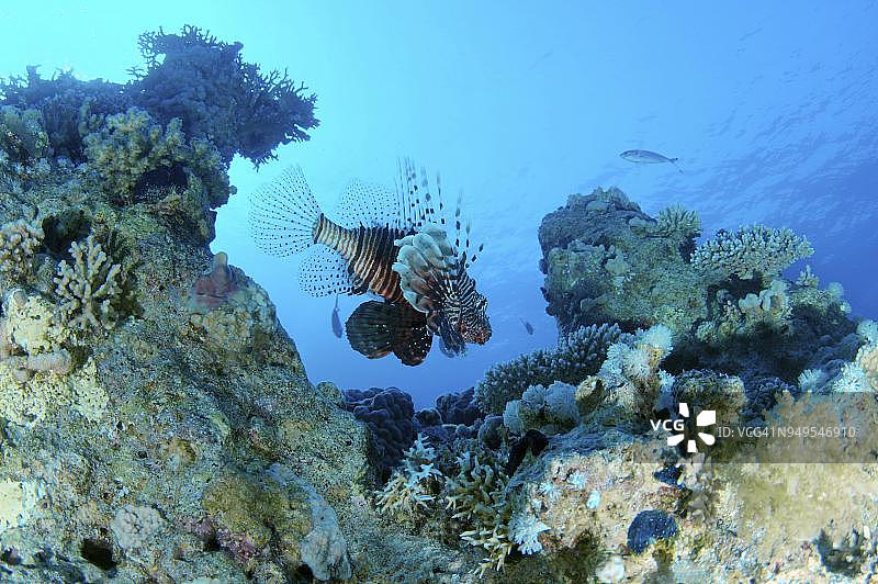 红海珊瑚礁中的普通狮子鱼图片素材