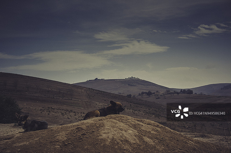 躺在小山上，以多云的天空为背景的两只狗图片素材