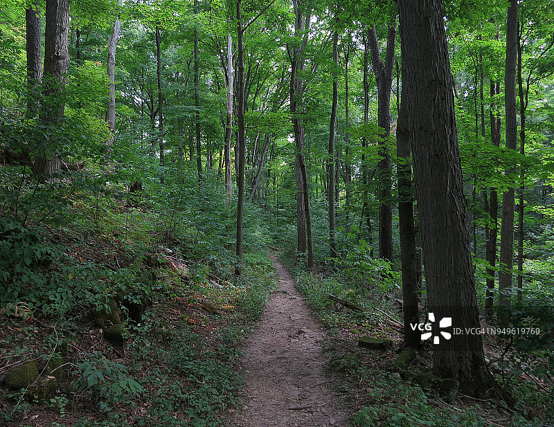 穿越树林的徒步道图片素材