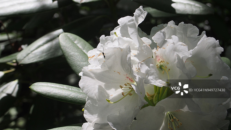 杜鹃花亚属图片素材