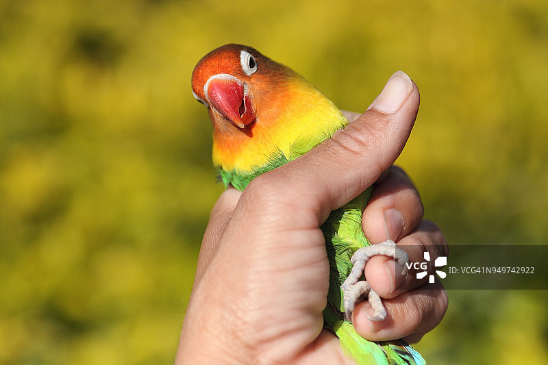 手持爱情鸟的女人图片素材