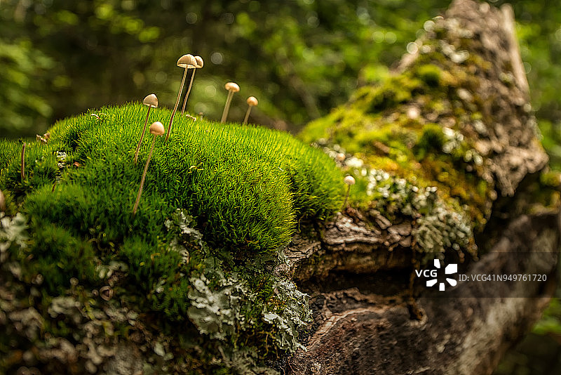 苔藓上的小野生蘑菇图片素材
