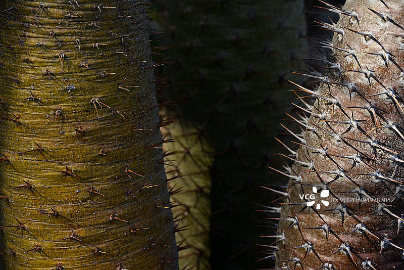 象腿树，马达加斯加棕榈图片素材