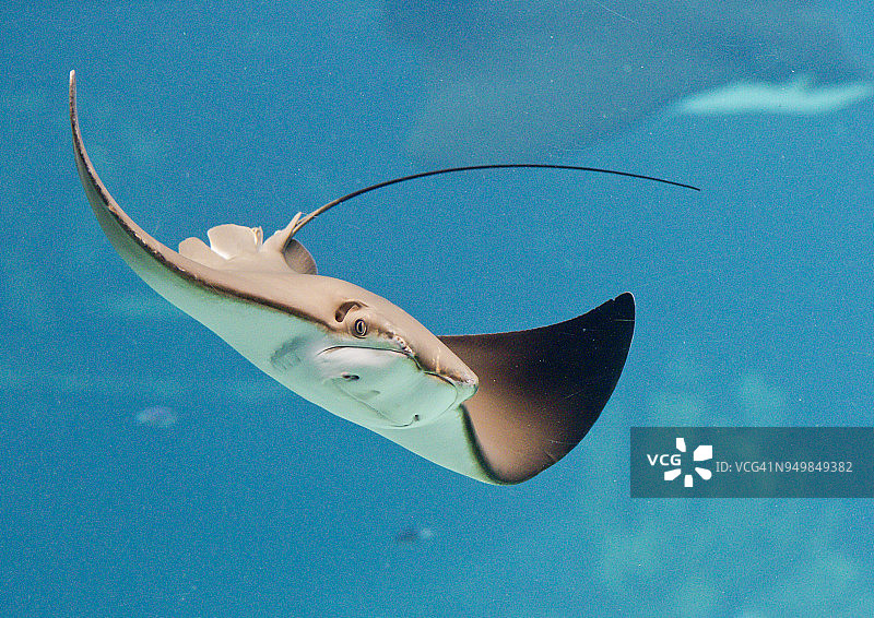 黄貂鱼图片素材