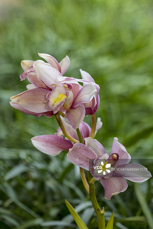 兰花花穗图片素材
