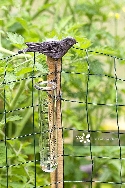 金属小鸟雨量计图片素材