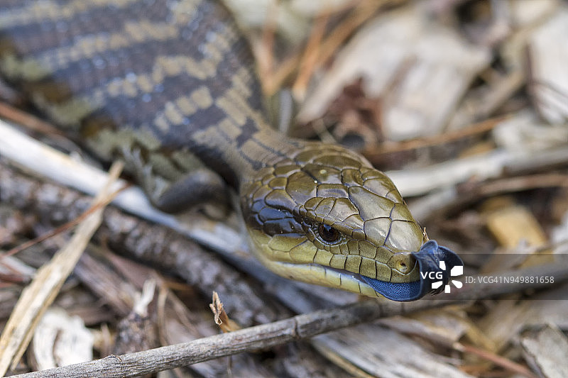 吐舌的蓝舌蜥图片素材