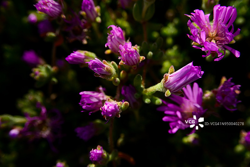 姬松果菊微距景观图片素材
