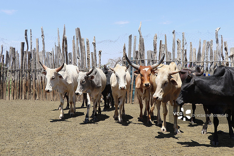 可持续畜牧业中的牛图片素材