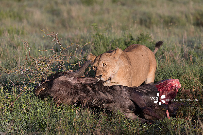 母狮享用美食图片素材