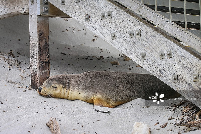 海豹湾 - 澳大利亚袋鼠岛图片素材