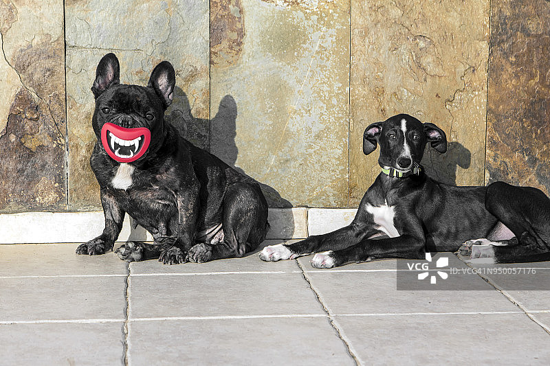 两只快乐的狗狗在日光浴图片素材