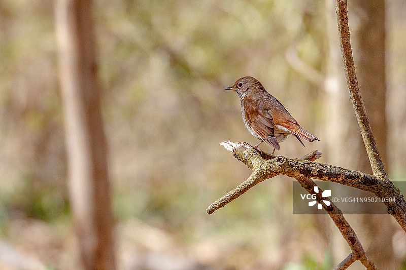 栖息的棕色长尾嘲鸫图片素材