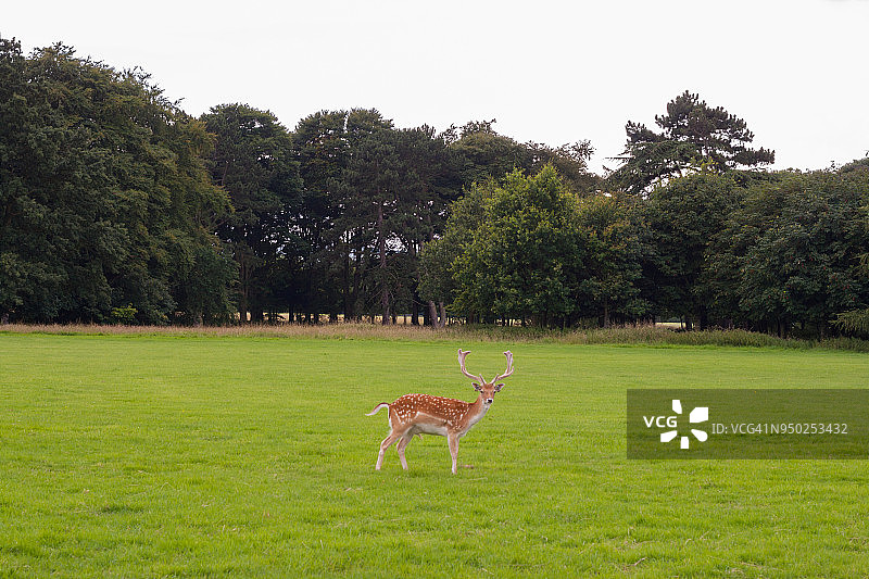 爱尔兰都柏林凤凰公园的鹿图片素材