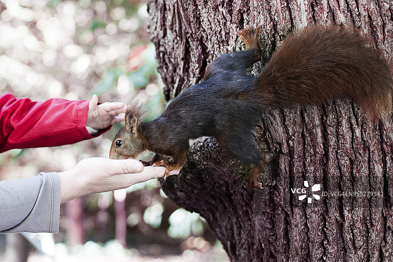 松鼠从人们手中吃橡子图片素材