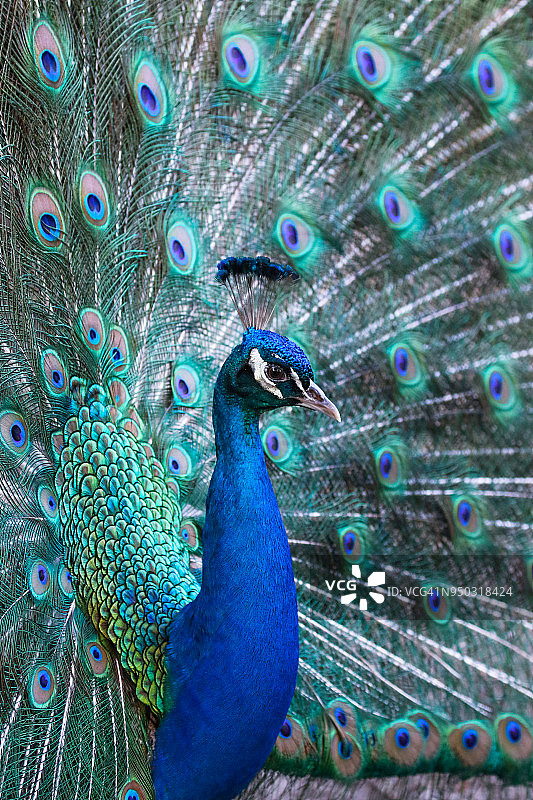 孔雀开屏图片素材