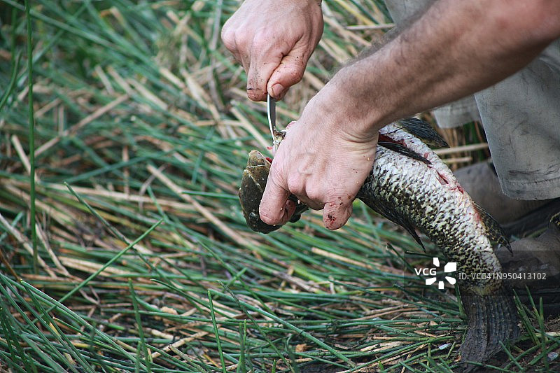 手持委内瑞拉虎鱼的男人图片素材