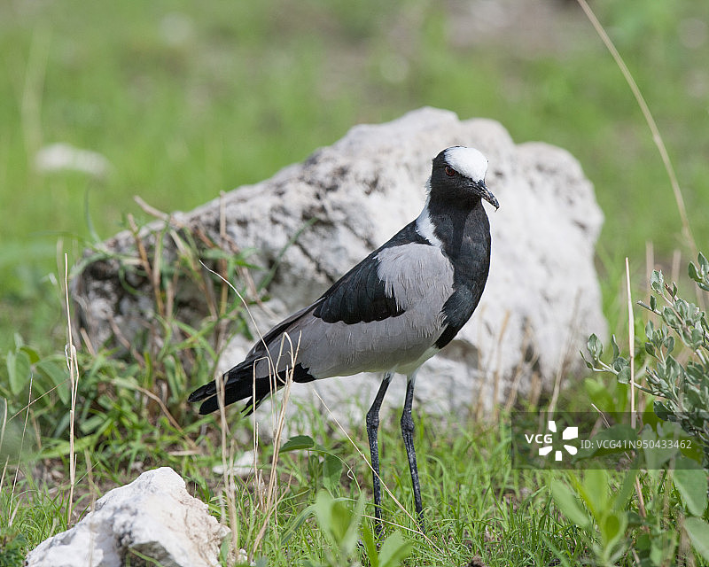 黑斑鸻图片素材