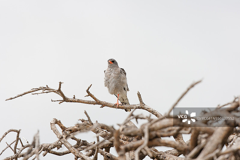 苍白的歌鹰图片素材