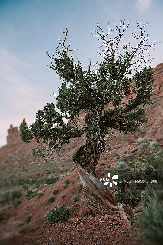熊耳国家纪念碑中的老树图片素材