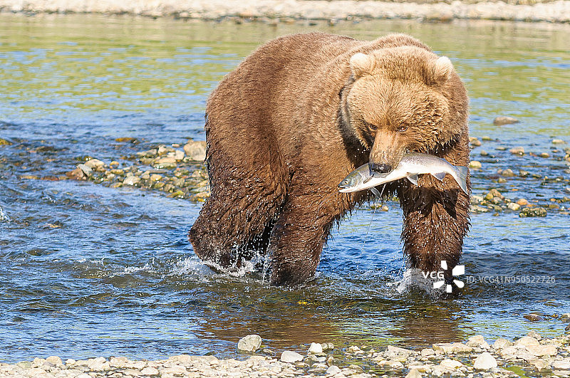 河中口衔鲑鱼的棕熊图片素材