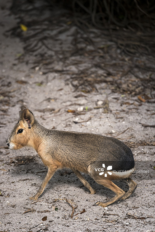 巴塔哥尼亚豚鼠图片素材