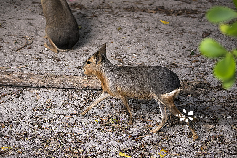 巴塔哥尼亚豚鼠图片素材